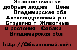 Золотое счастье добрым людям. › Цена ­ 1 - Владимирская обл., Александровский р-н, Струнино г. Животные и растения » Собаки   . Владимирская обл.